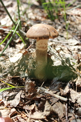 Leccinum duriusculum