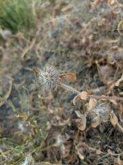 Trifolium scabrum
