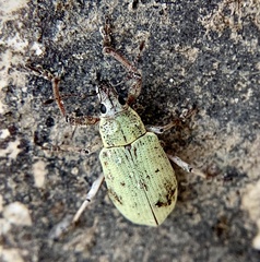 Pachnaeus opalus