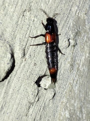 Astrapaeus ulmi