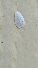 Durrantia piperatella