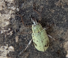 Pachnaeus opalus