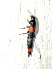 Astrapaeus ulmi