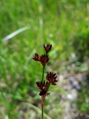 Juncus saximontanus