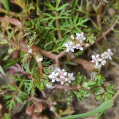 Helosciadium inundatum