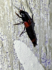 Astrapaeus ulmi