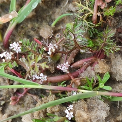 Helosciadium inundatum