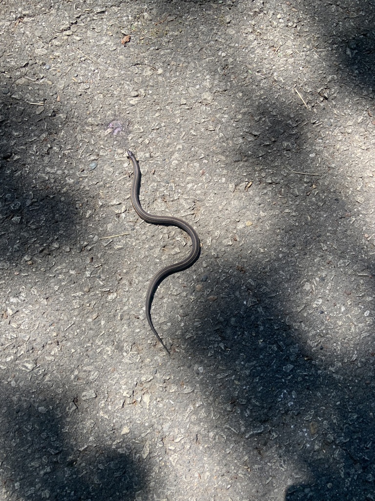 Butler's Garter Snake in June 2022 by naomibeau · iNaturalist