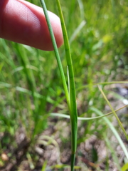 Juncus saximontanus