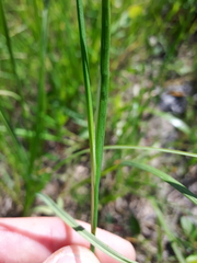 Juncus saximontanus