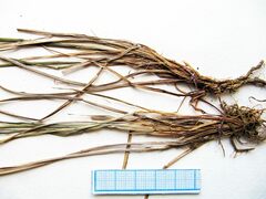 Carex appendiculata