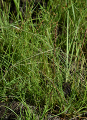 Haloragis heterophylla