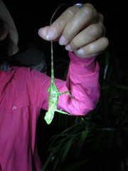 Diploderma polygonatum xanthostomum