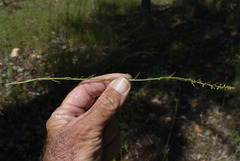 Haloragis heterophylla