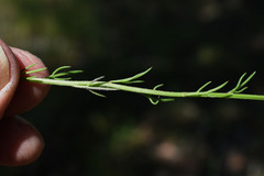 Haloragis heterophylla