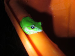 Zhangixalus prasinatus