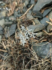 Sedum rubens