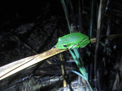 Zhangixalus prasinatus