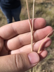 Bromus arvensis