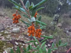 Grevillea floribunda