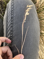 Bromus arvensis