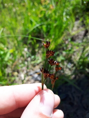 Juncus saximontanus