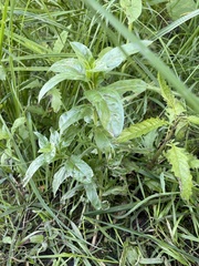 Epilobium adenocaulon