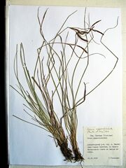 Carex appendiculata