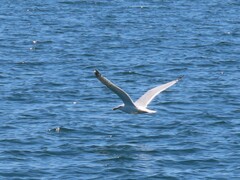 Larus argentatus image