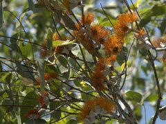 Eucalyptus miniata