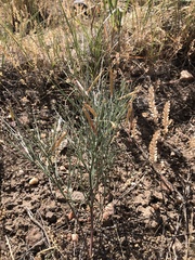 Astragalus convallarius