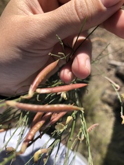 Astragalus convallarius