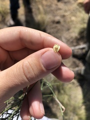 Astragalus convallarius