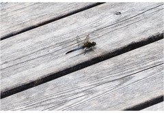 Orthetrum cancellatum