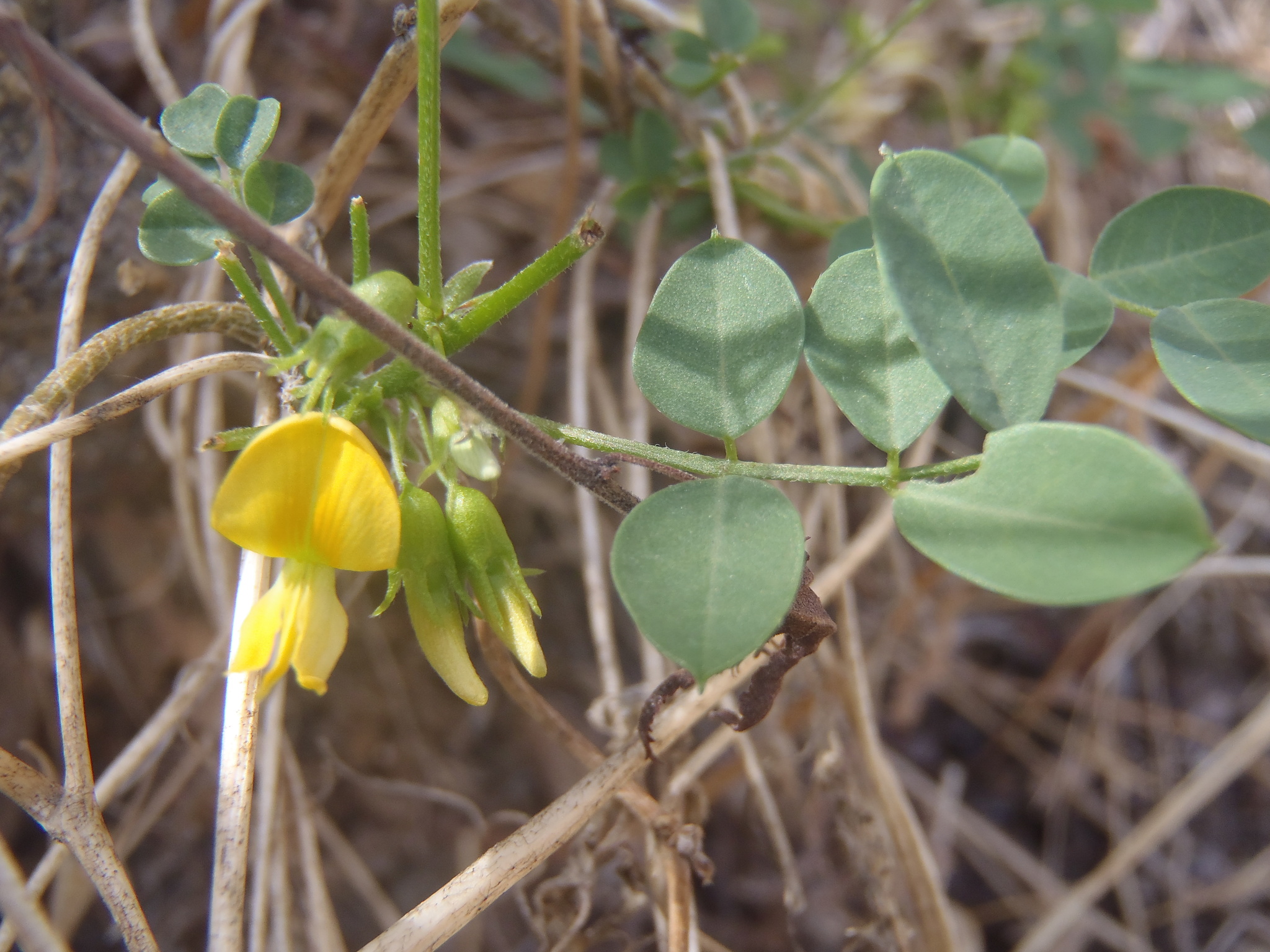 Nissolia schottii