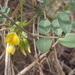 Schott's Yellowhood - Photo (c) Dan Beckman, some rights reserved (CC BY-NC), uploaded by Dan Beckman
