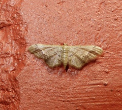 Idaea violacea