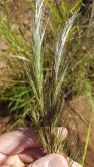 Aristida setacea