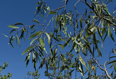 Melaleuca viridiflora attenuata