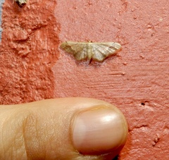 Idaea violacea