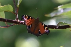 Aglais io io