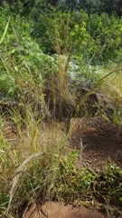 Aristida setacea