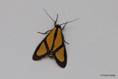 Xanthoarctia pseudameoides