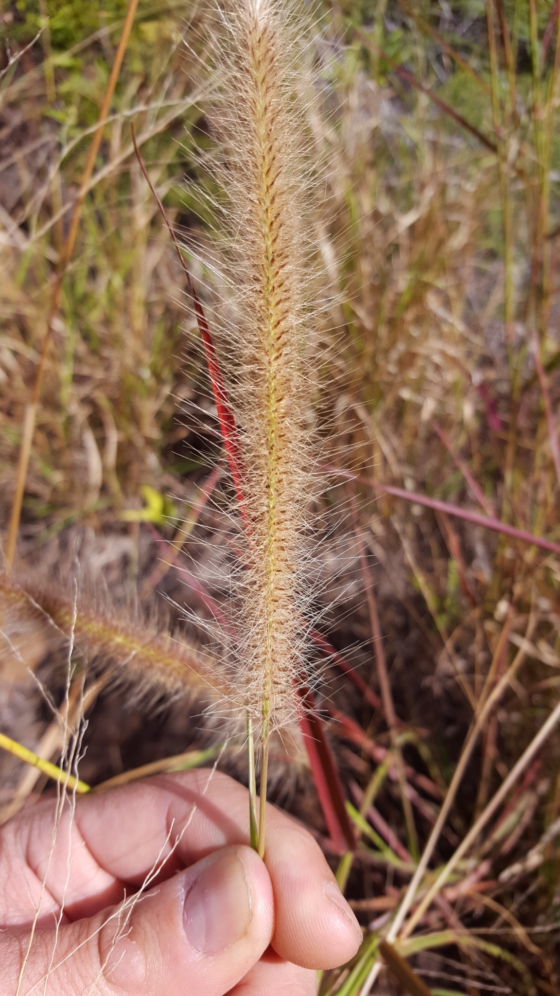 (c) François Rousseu, certains droits réservés (CC BY-NC) https://www.inaturalist.org/observations/123214265