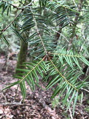 Pseudotsuga wilsoniana