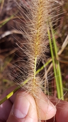 Cenchrus polystachios subsp. polystachios image