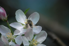Anthophora plumipes