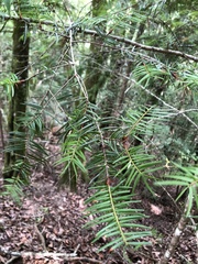 Pseudotsuga wilsoniana