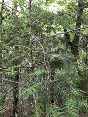 Pseudotsuga wilsoniana