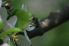 Anthophora plumipes